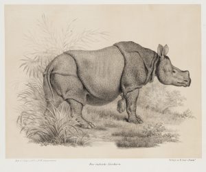 Das indische Nashorn