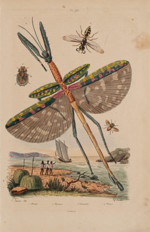 Darstellung tropischer Insekten. Große