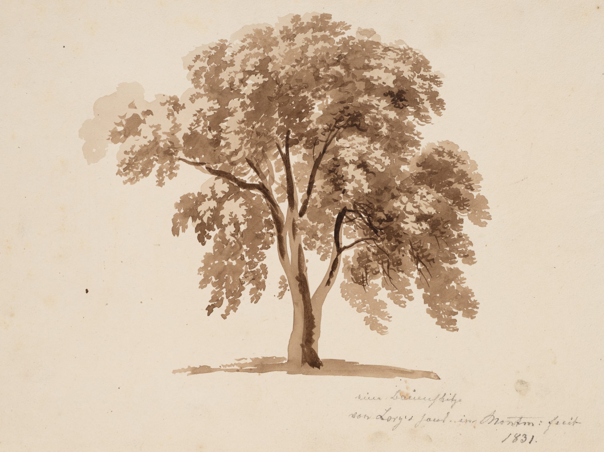 Baumskizze Gabriel Lory