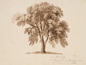 Baumskizze Gabriel Lory