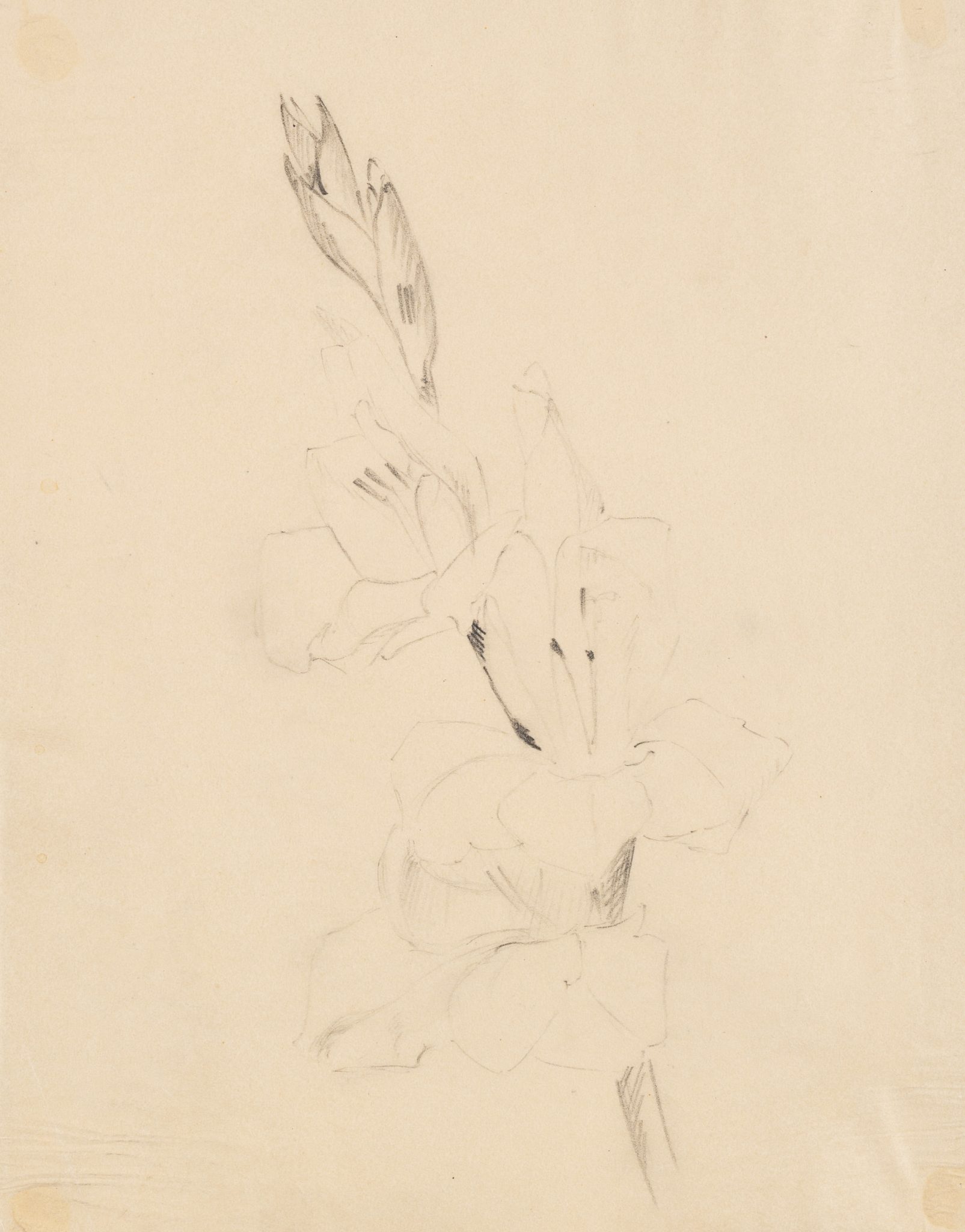 Gladiole
