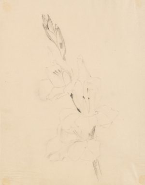 Gladiole