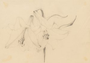Zwei Lilienblüten