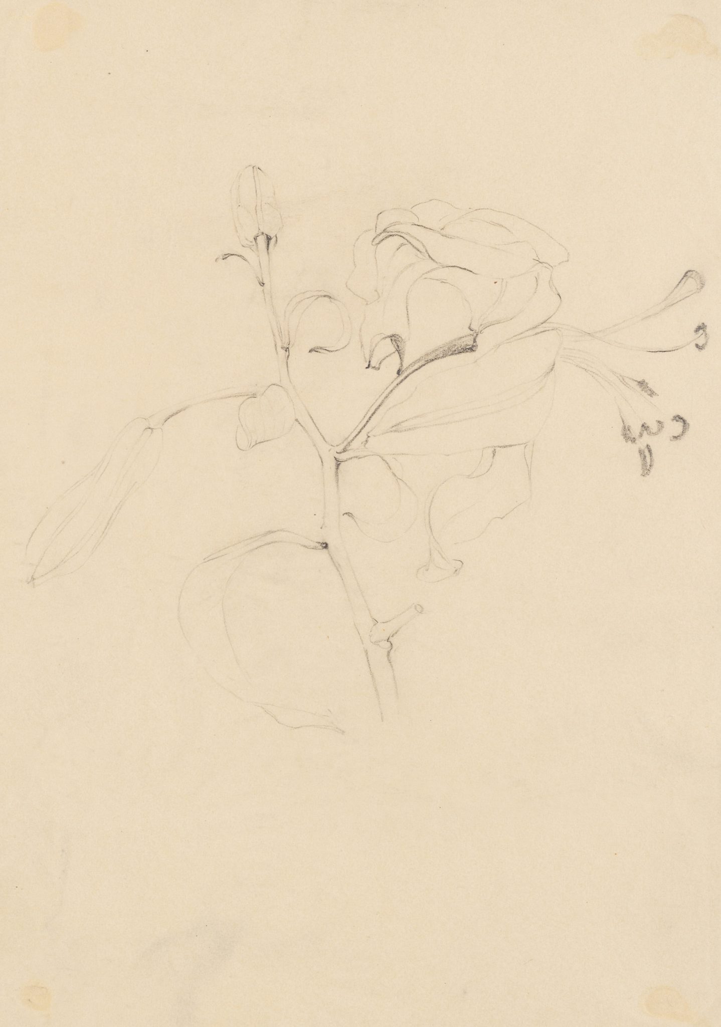 Lilienblüte und Knospen