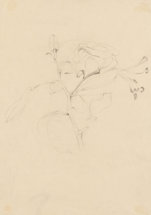 Lilienblüte und Knospen