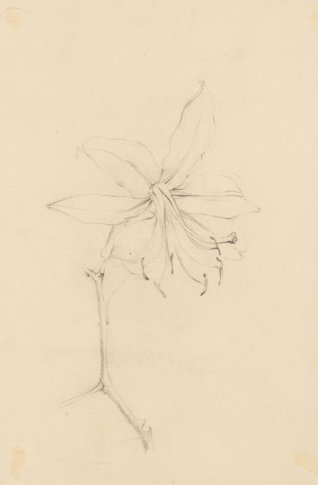 Lilienblüte