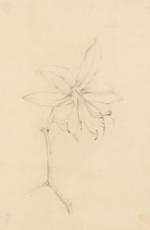 Lilienblüte