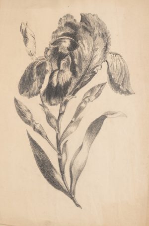 Schwertlilie