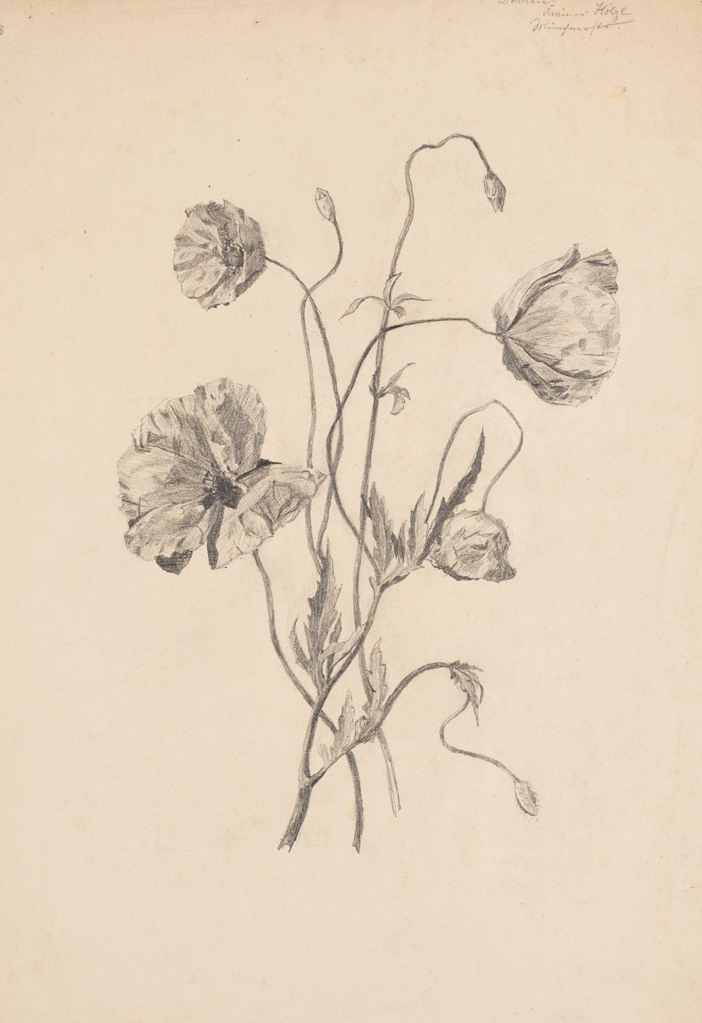 Mohnblumen