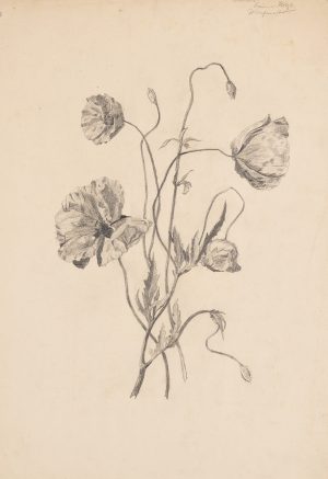 Mohnblumen