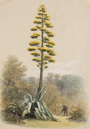 Agavenblüte und Gärtner