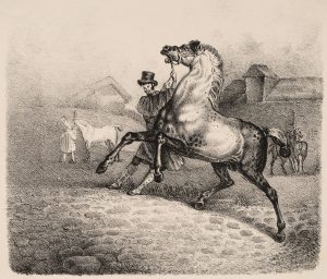 Pferd mit Führer