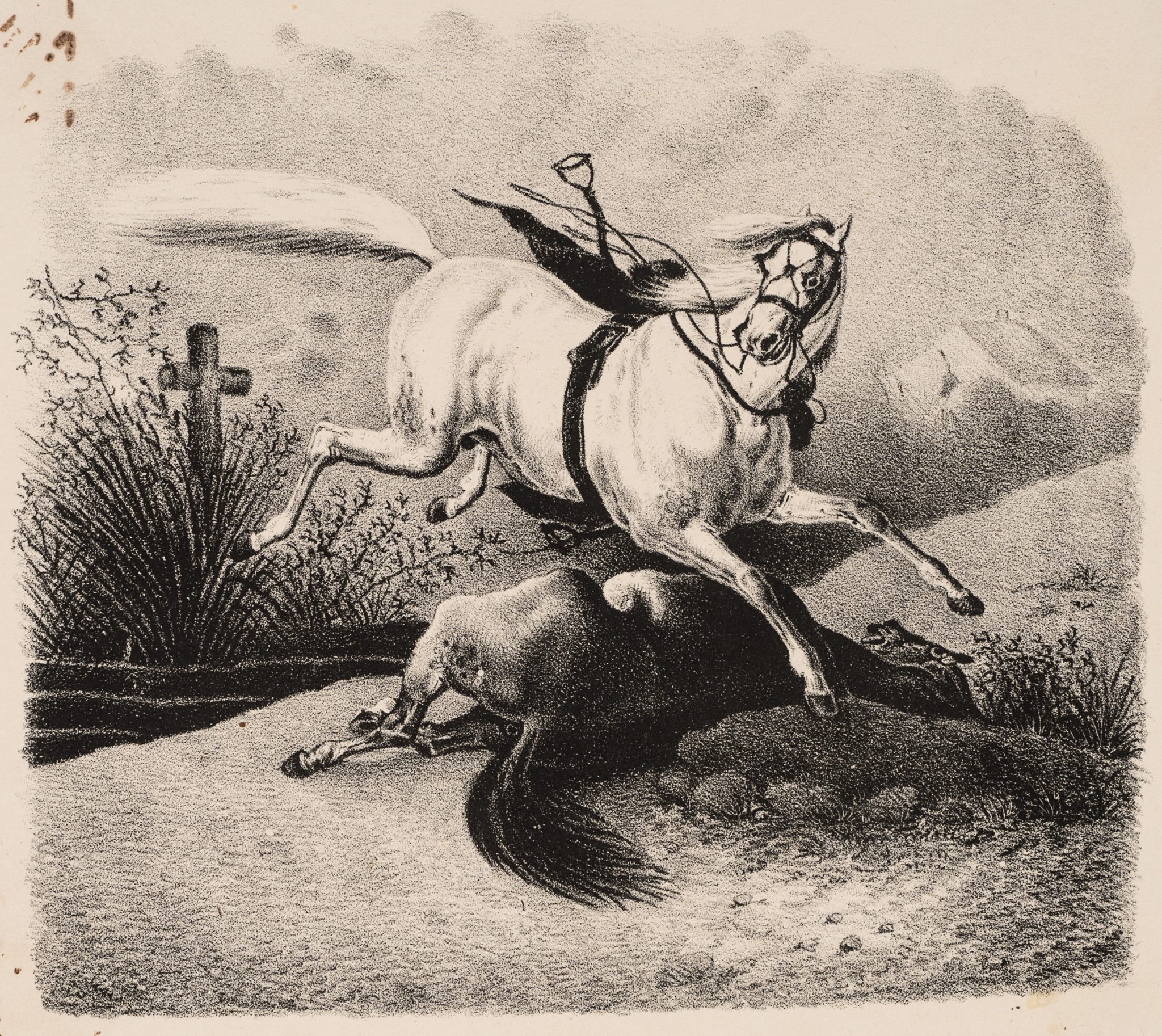 Schimmel und totes Pferd