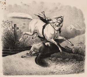 Schimmel und totes Pferd