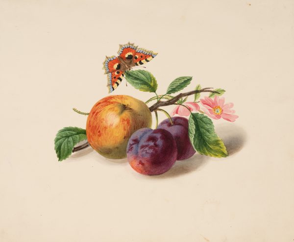 Aus der Sammlung „Stillleben & Vanitas": Früchtestillleben mit Schmetterling
