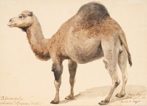 Dromedar in Nordafrika