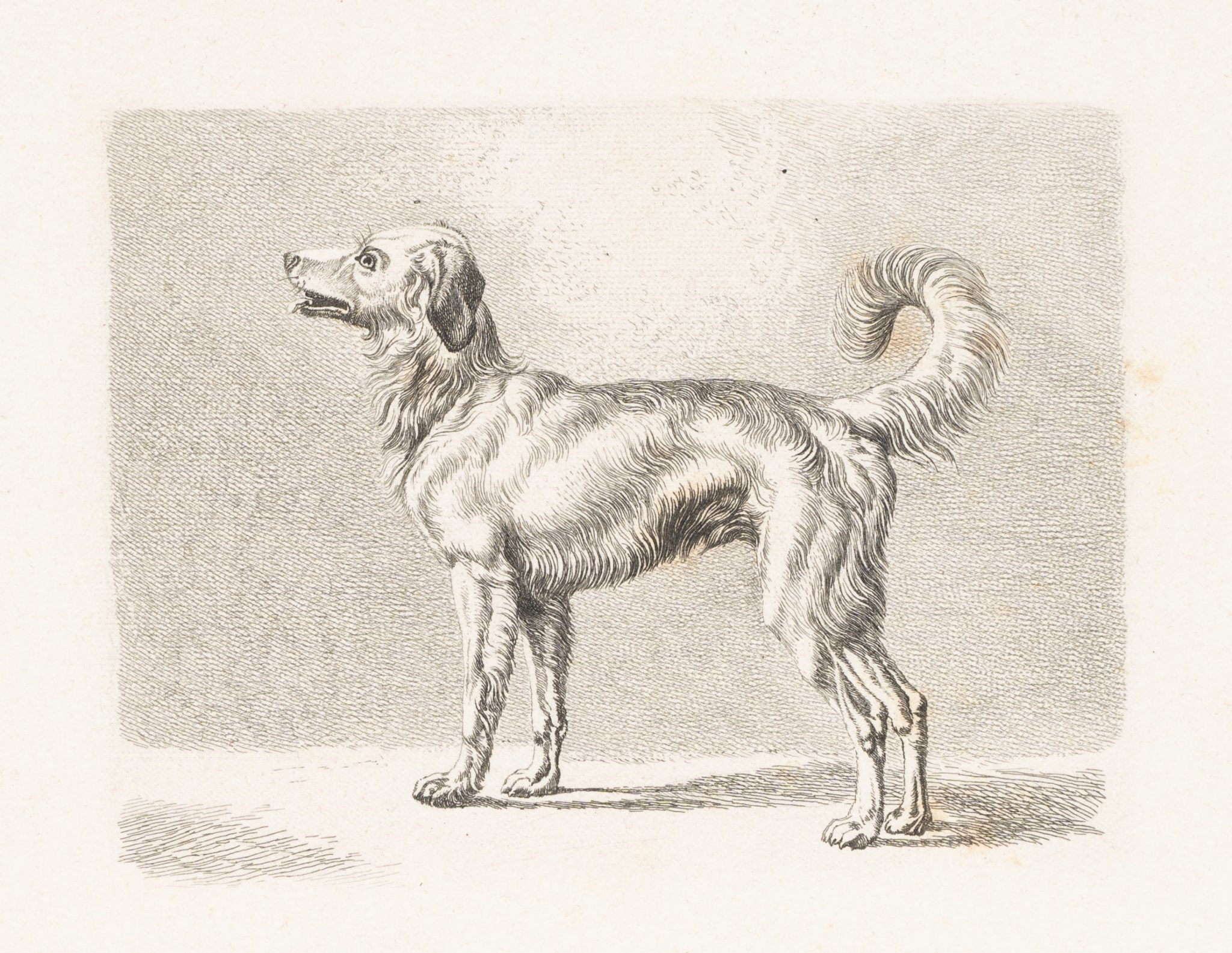 Hund in seitlicher Ansicht