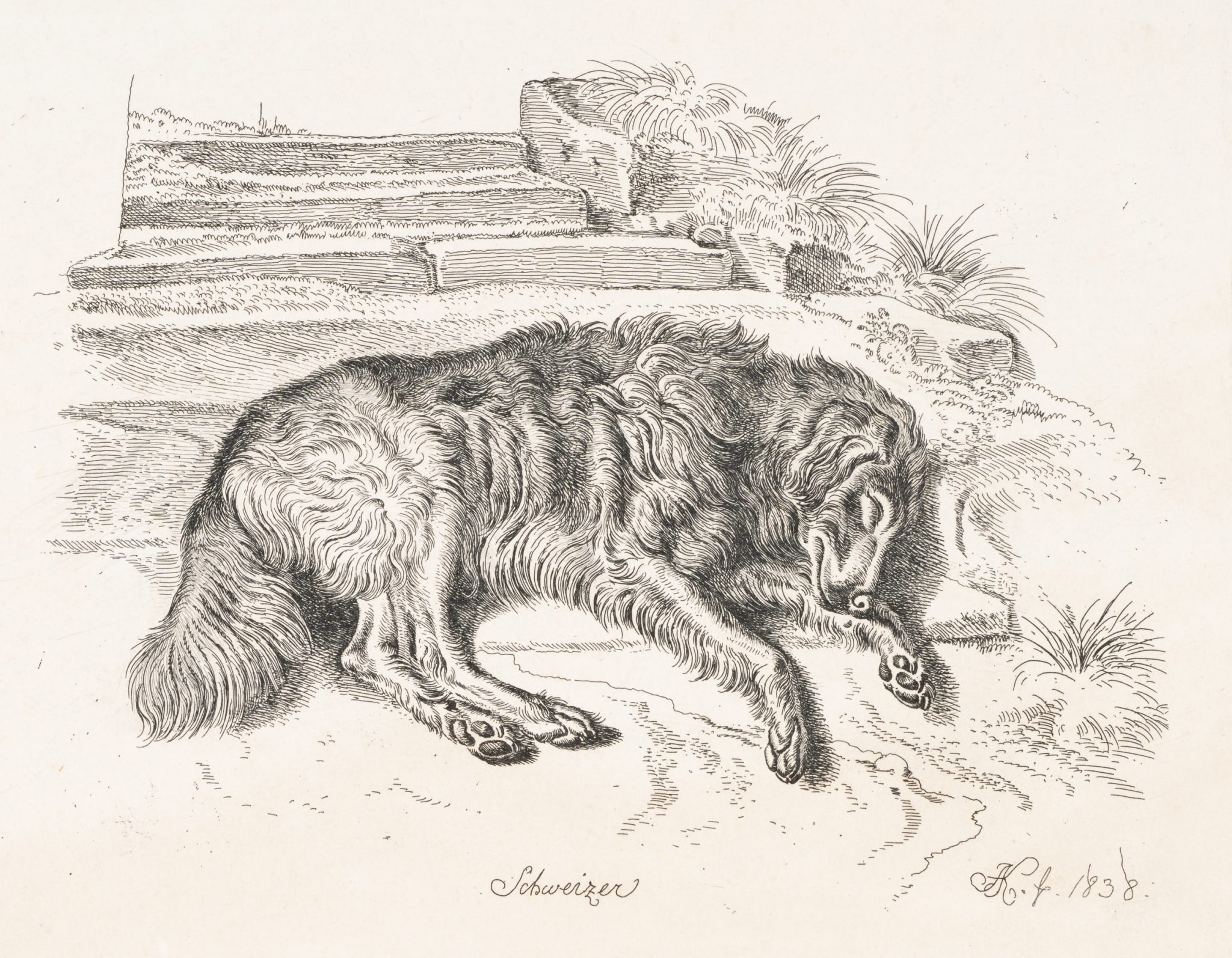 Schlafender Hund. Schweizer