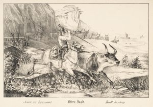 Stierjagd in Südtirol
