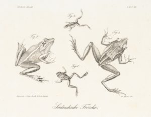 Südindische Frösche