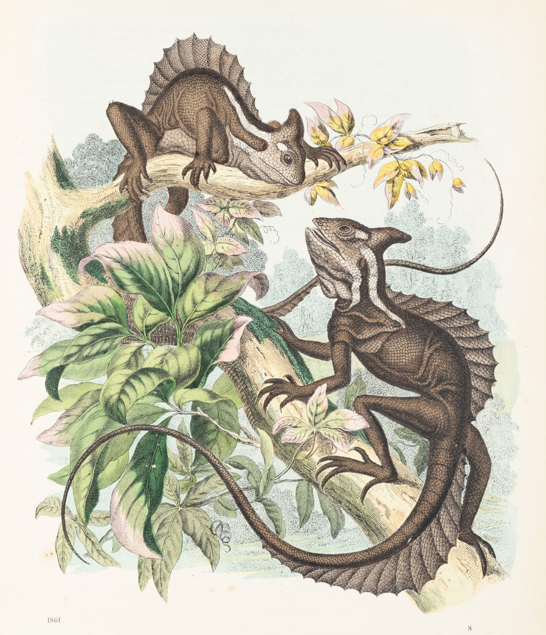 Der gehelmte Basilisk