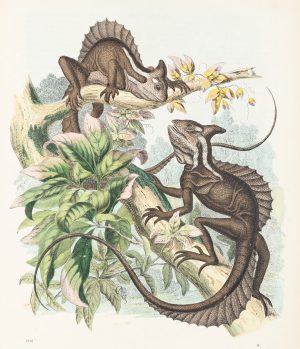 Der gehelmte Basilisk
