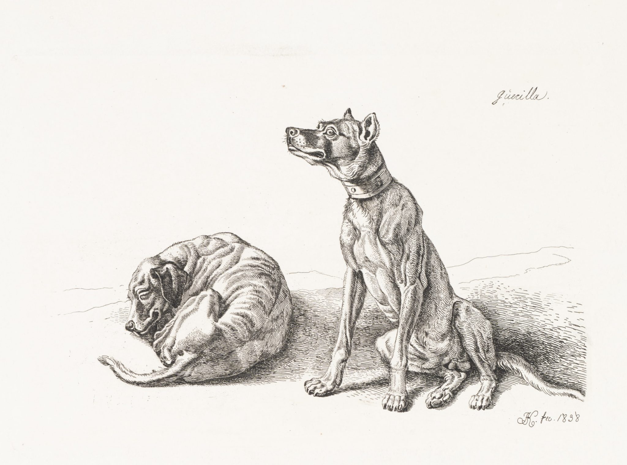 Zwei Jagdhunde, Guerilla