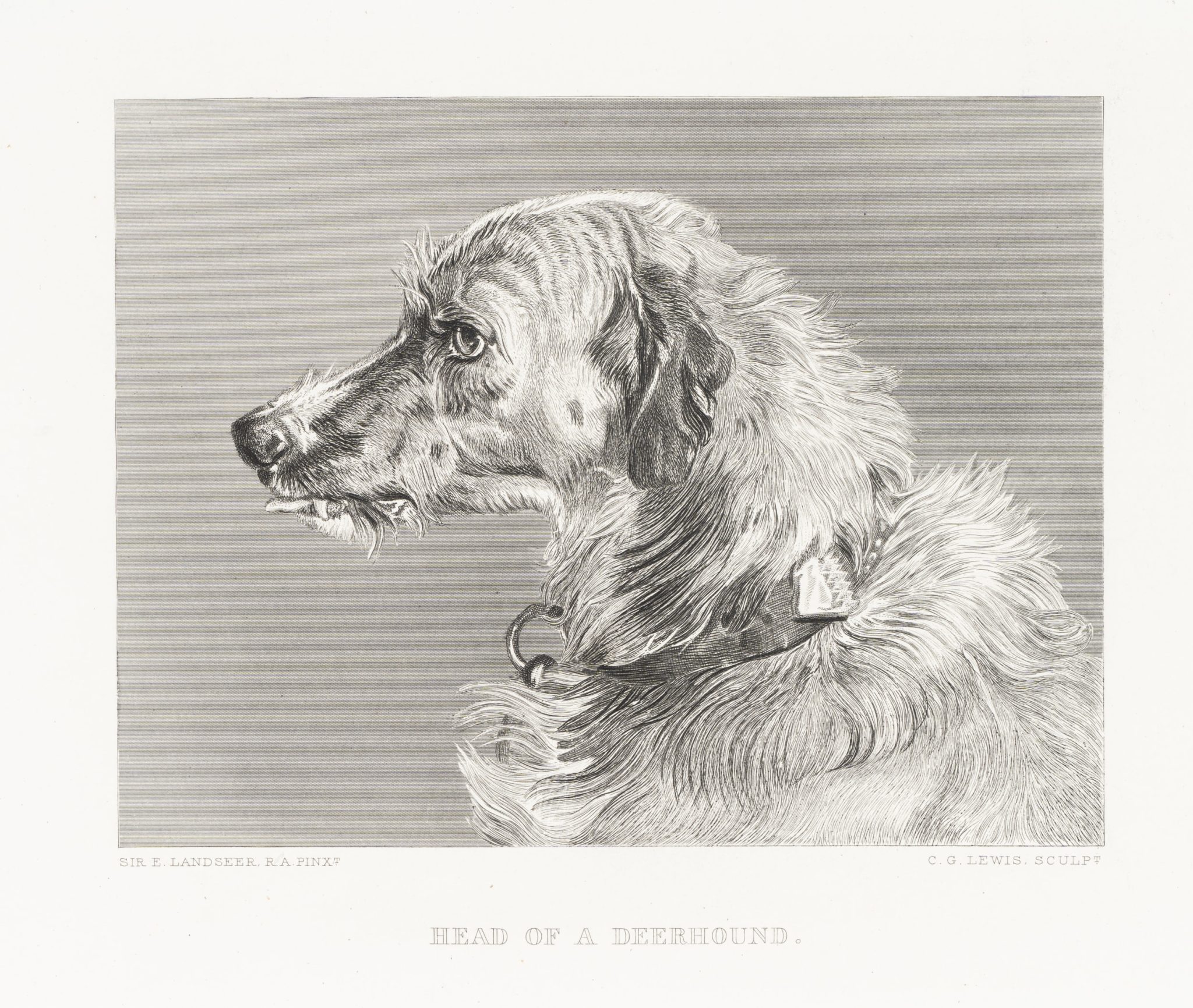 Deerhound-Porträt