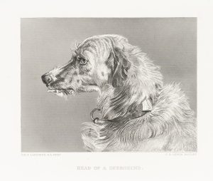Deerhound-Porträt