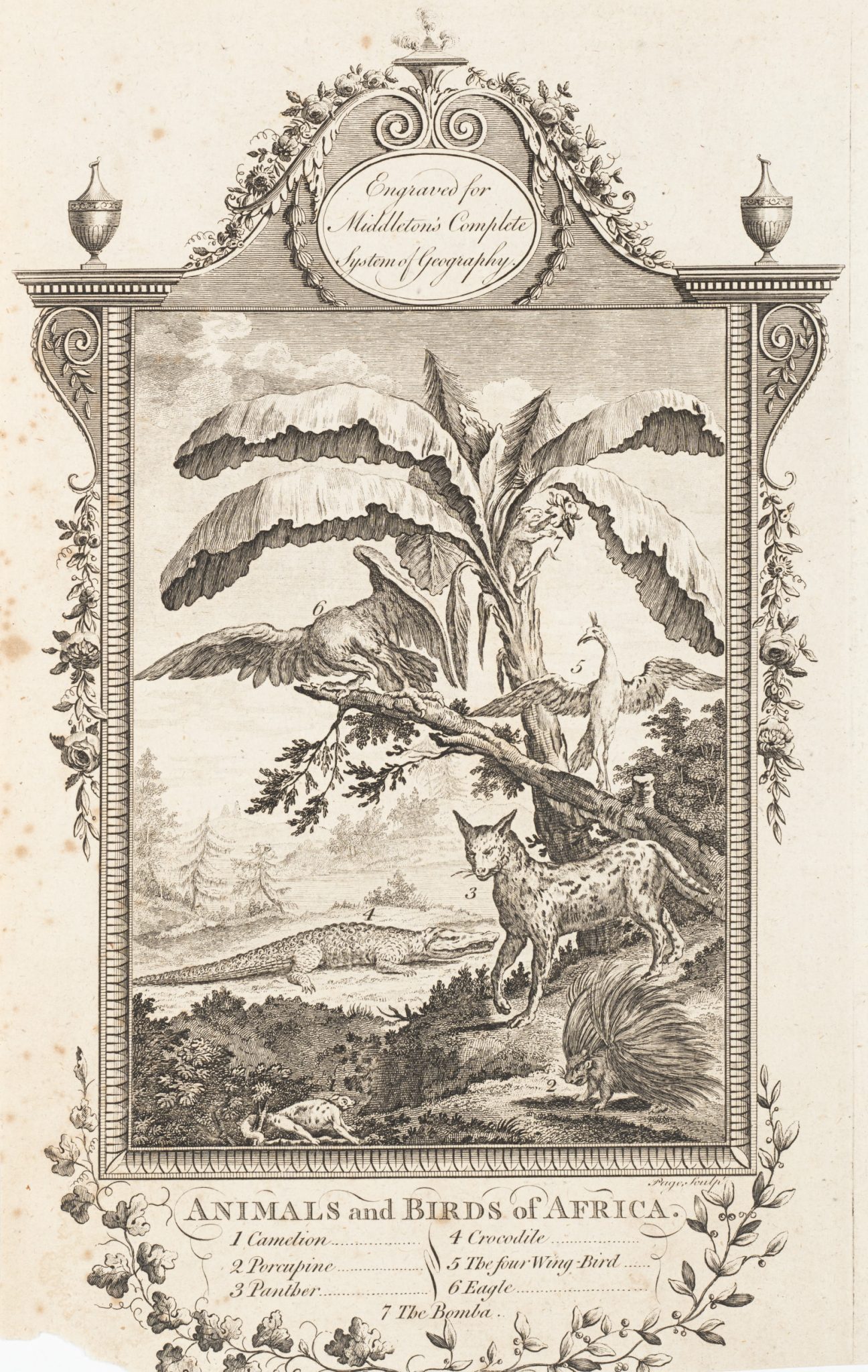 Afrikanische Flora und Fauna
