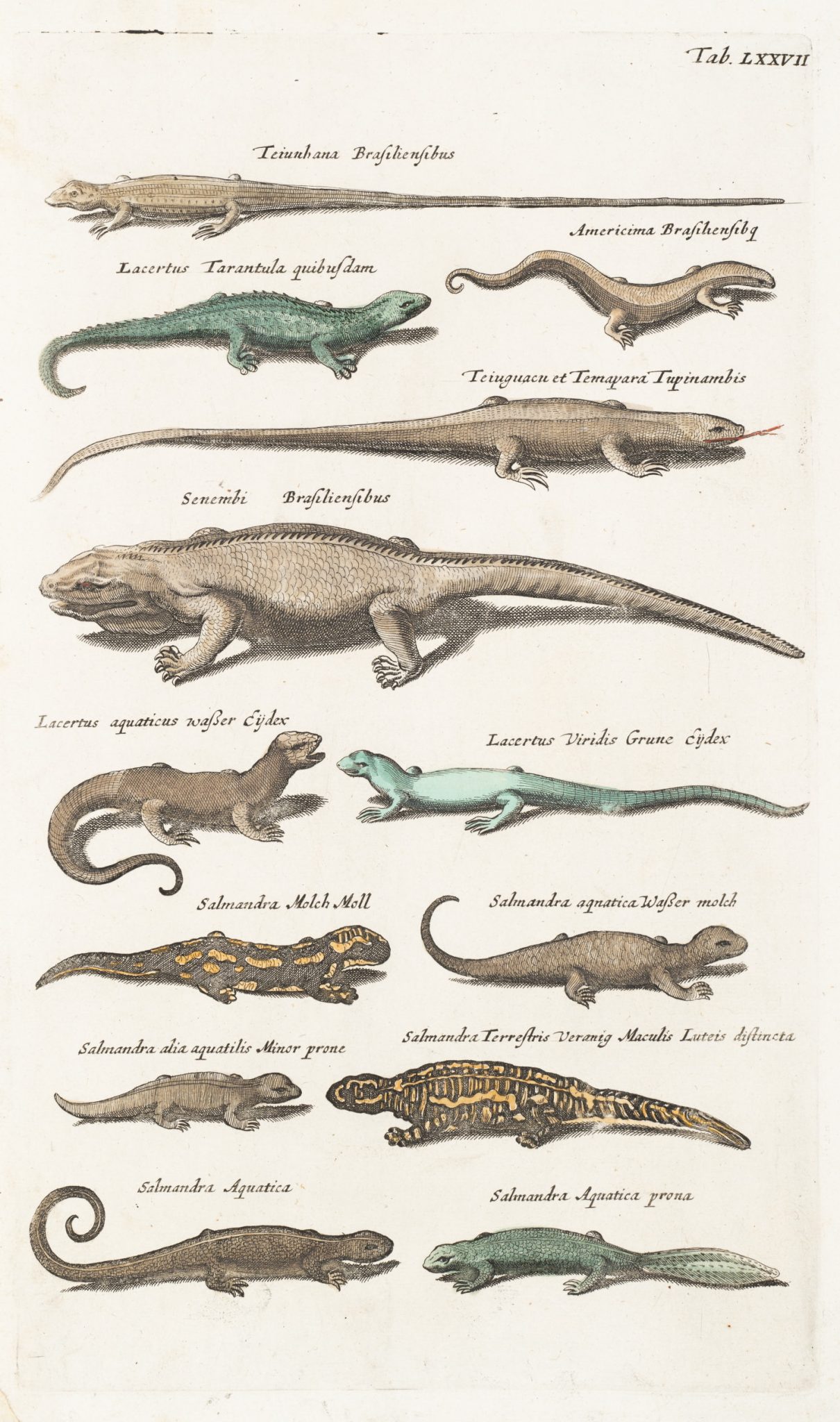 Eidechsen und Salamander