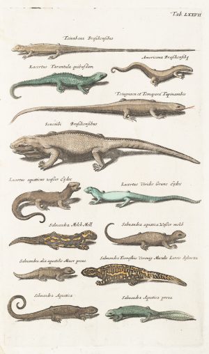Eidechsen und Salamander