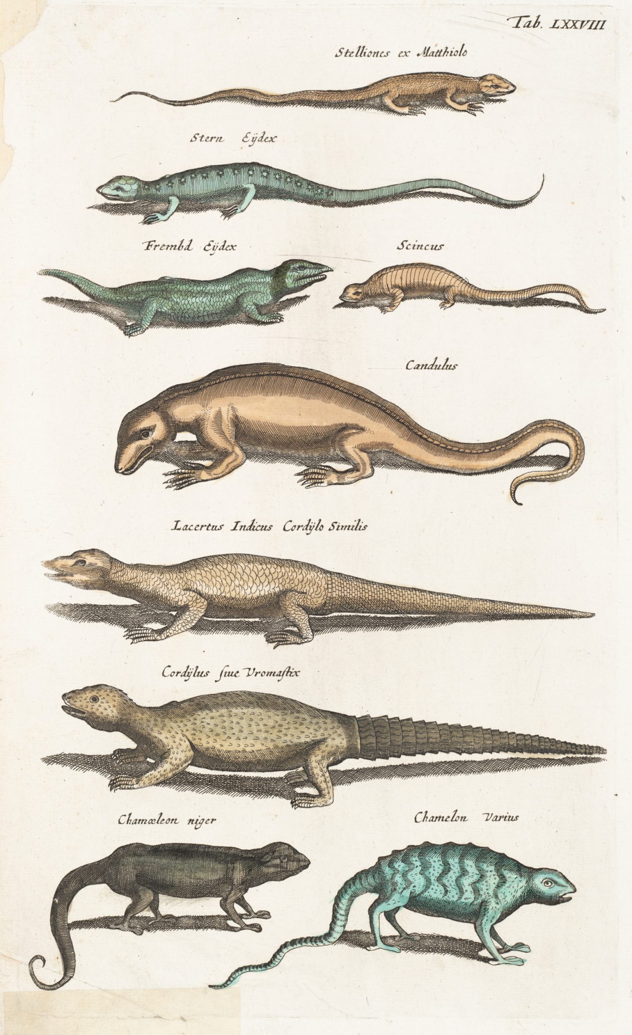 Eidechsen und Salamander