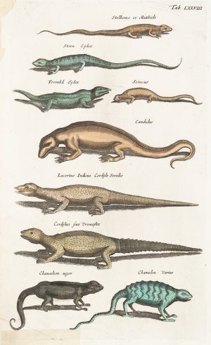 Eidechsen und Salamander