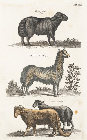 Schafböcke und Schafsrassen