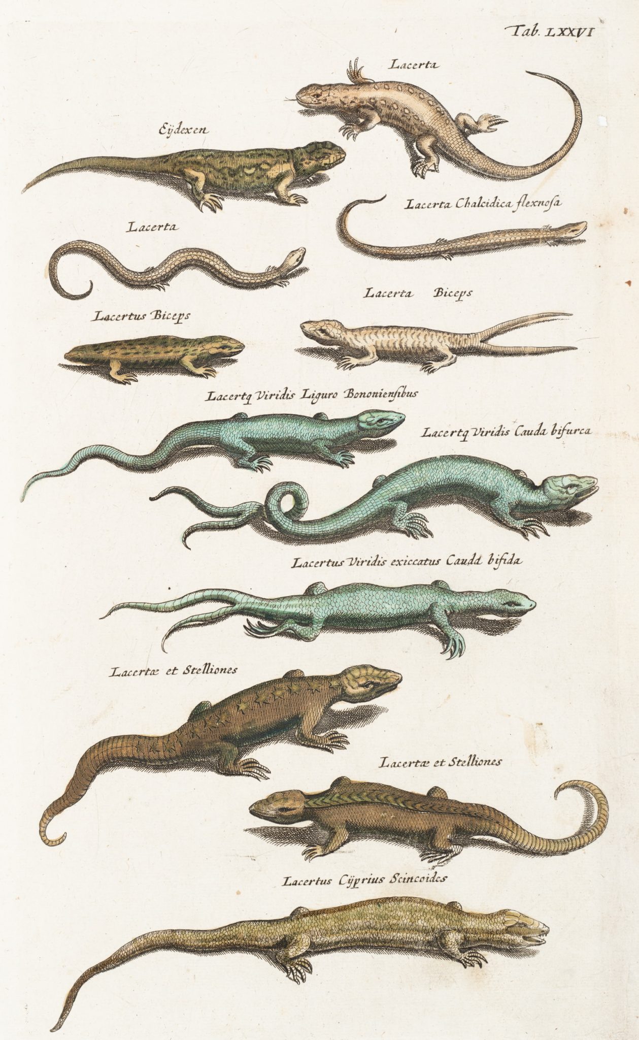Eidechsenillustration