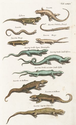 Eidechsenillustration