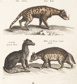 Zibetkatze. Zoologische Tierdarstellungen
