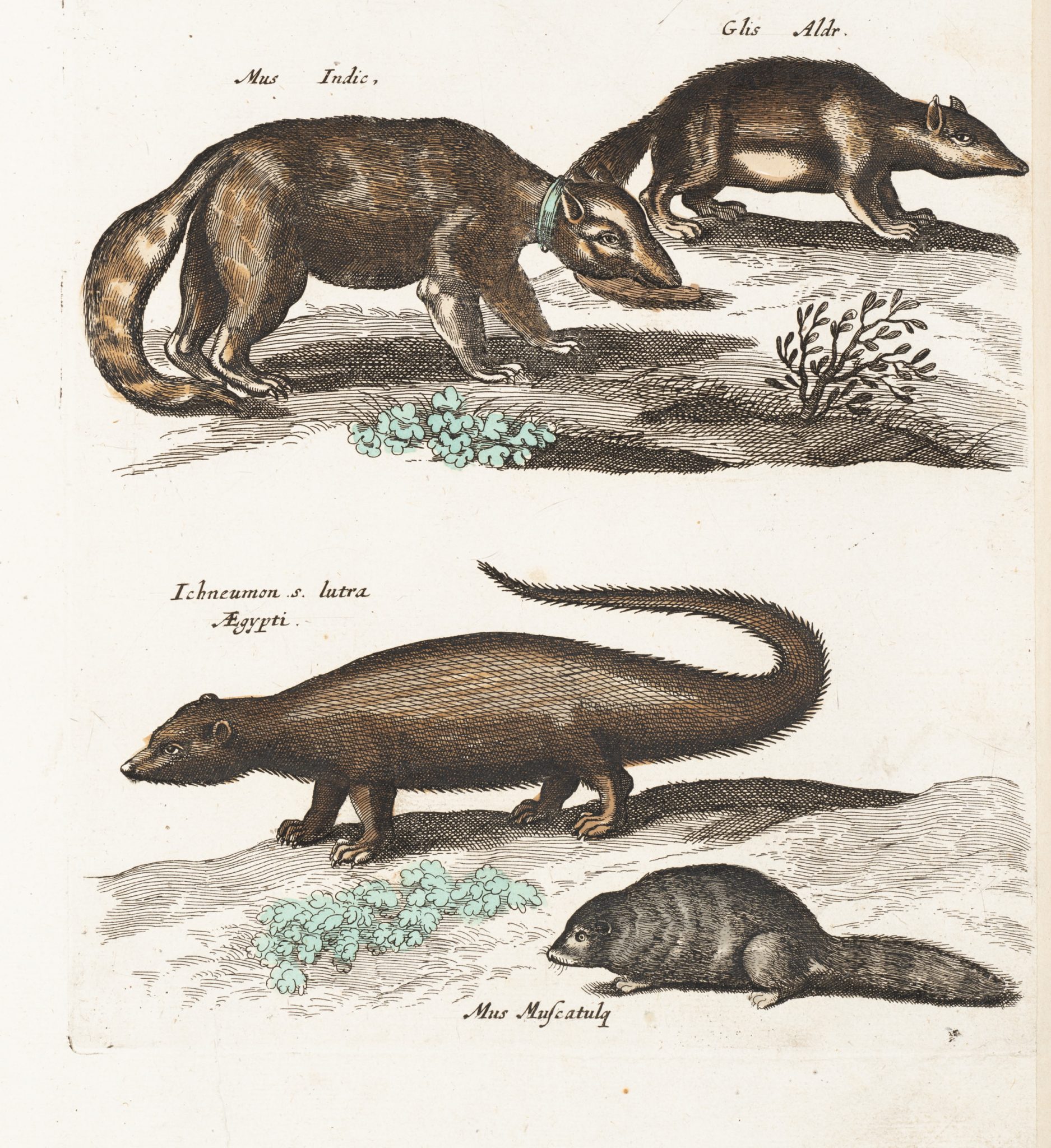 Zoologische Tierdarstellungen