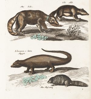 Zoologische Tierdarstellungen