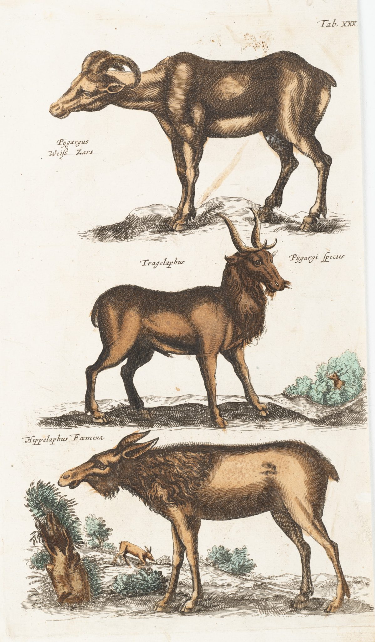 Hindin und Huftiere