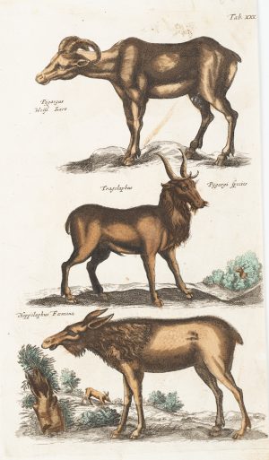 Hindin und Huftiere