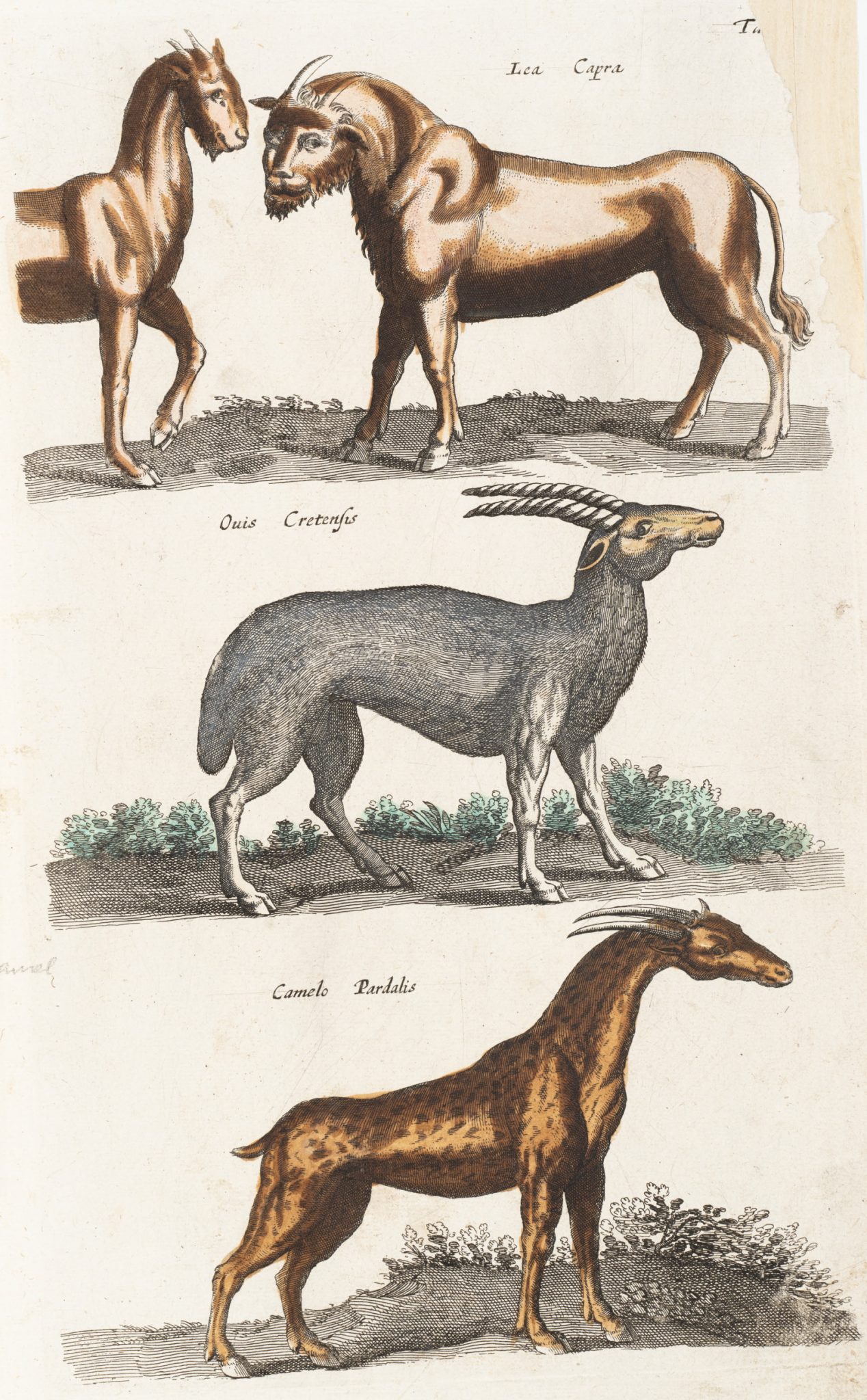 Verschiedene Huftiere. Giraffe