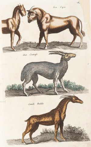 Verschiedene Huftiere. Giraffe