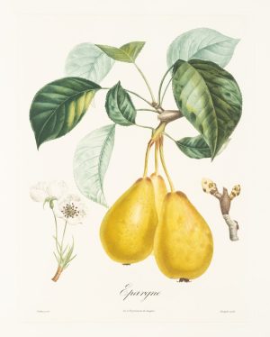 Gelbe Birne. Botanische Illustration