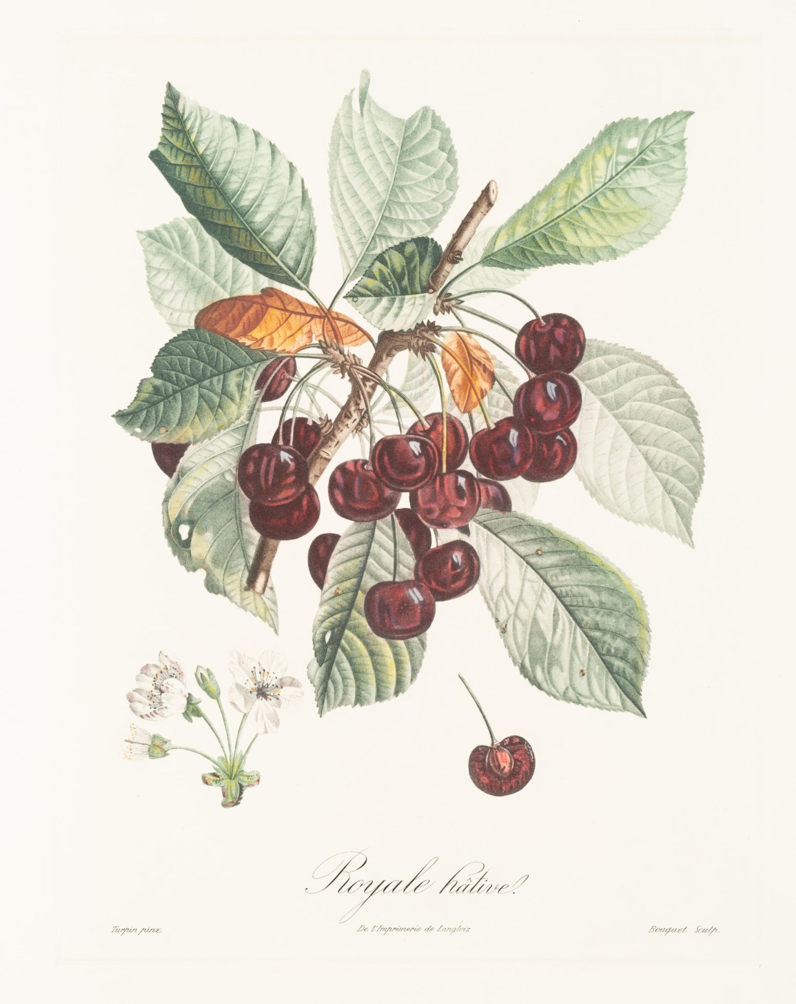 Kirschen. Botanische Illustration