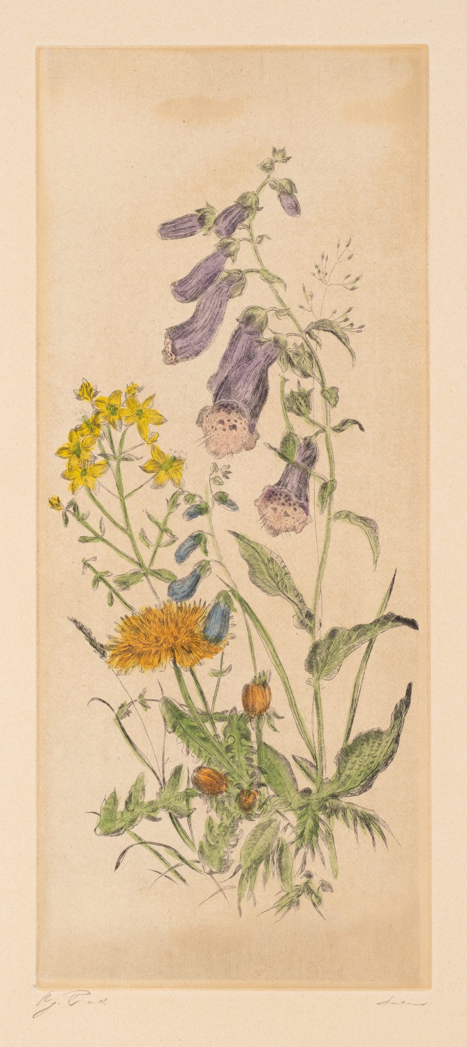 Wiesenstück mit Fingerhut