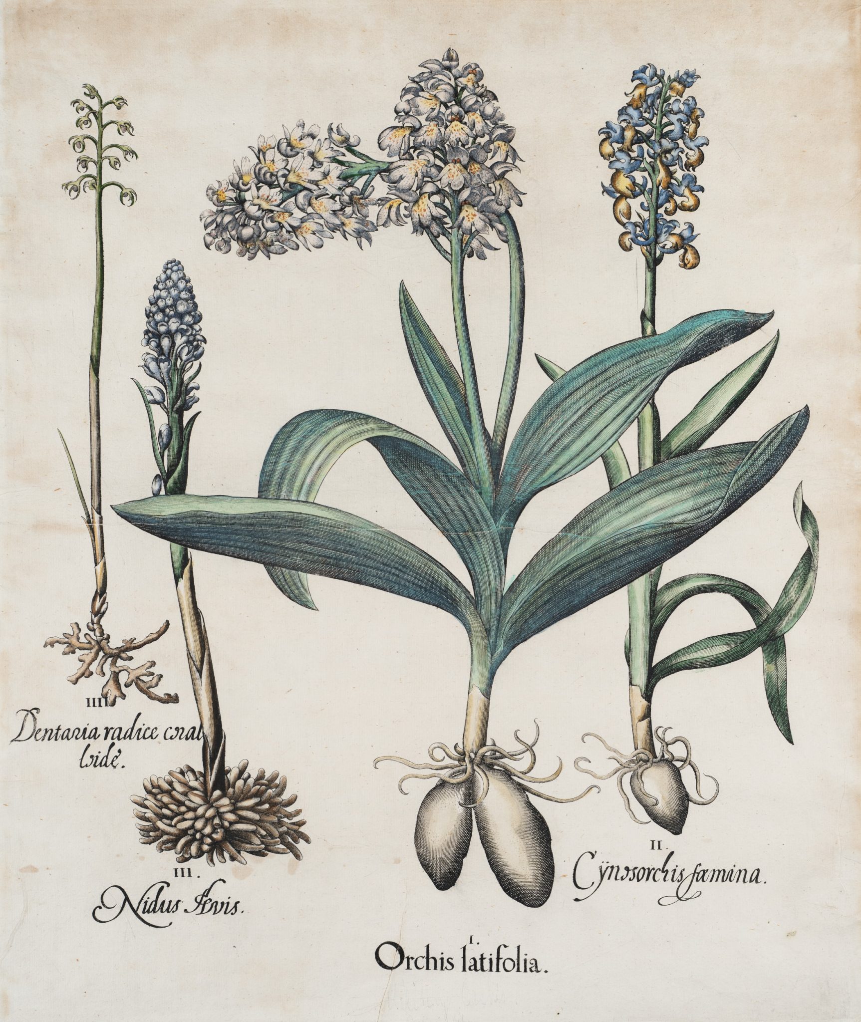 Knabenkraut. Orchis Latifolia