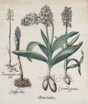 Knabenkraut. Orchis Latifolia