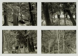 Waldlichtspiel
